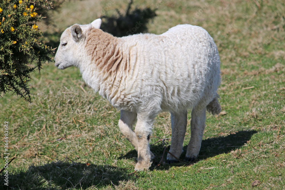 Fototapeta premium Sheep on the hills above Rhossili 