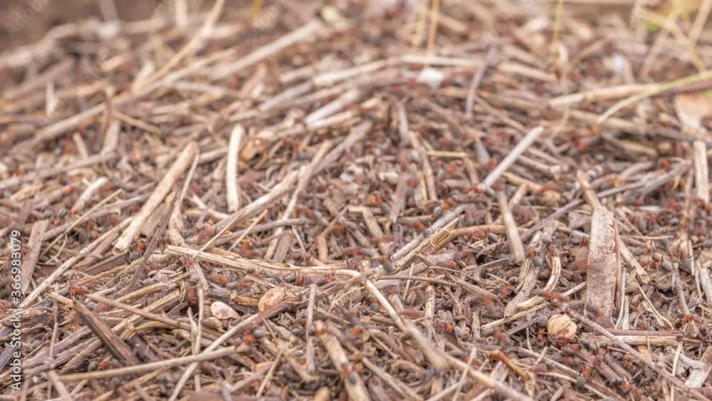 Big anthill in the woods timelapse. Big anthill with colony of ants in summer forest. Ants on the ant hill in the woods closeup, macro. They mooving sticks and building their house Big anthill in the woods timelapse. Big anthill with colony of ants in summer forest. Ants on the ant hill in the woods closeup, macro. They mooving sticks and building their house