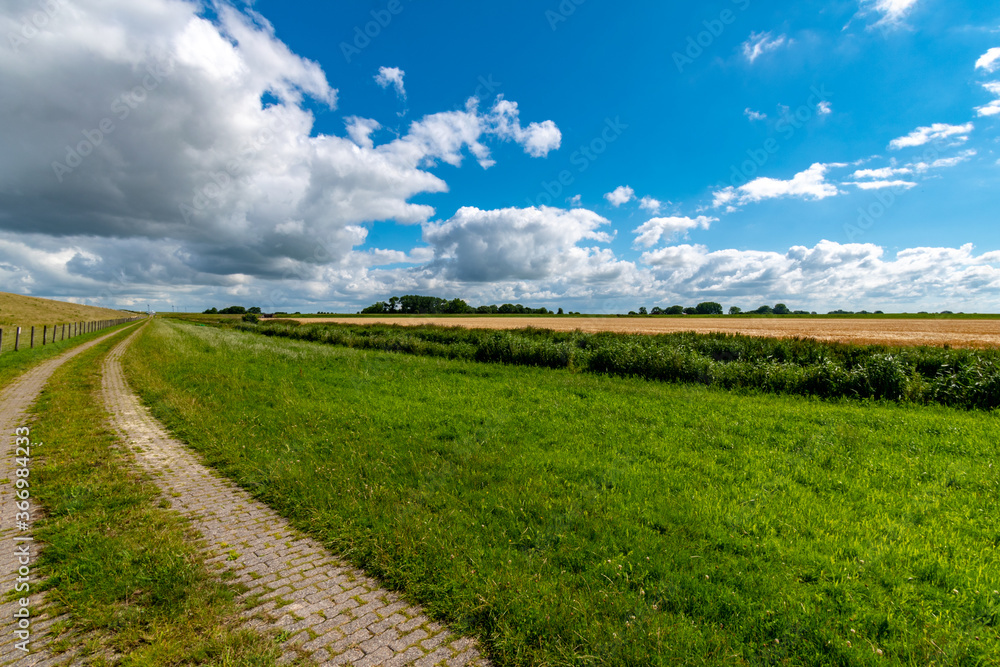 Obraz premium Alluvial land of the dollar in front of the dike on the North Sea in summer with a blue sky