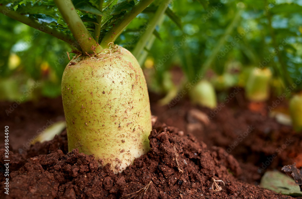 Daikon planted in a field.