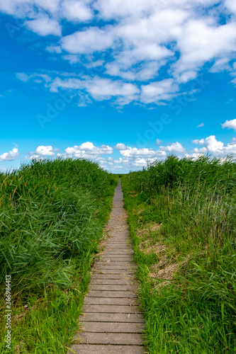 Wooden path surrounded by reed grass on the North Sea in summer with a blue sky © Ingo