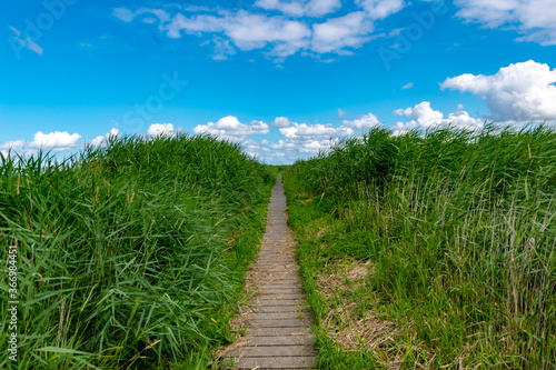 Wooden path surrounded by reed grass on the North Sea in summer with a blue sky