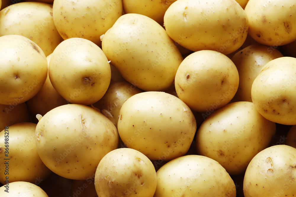 ripe potatoes as a background close-up ripe potatoes as a background close-up