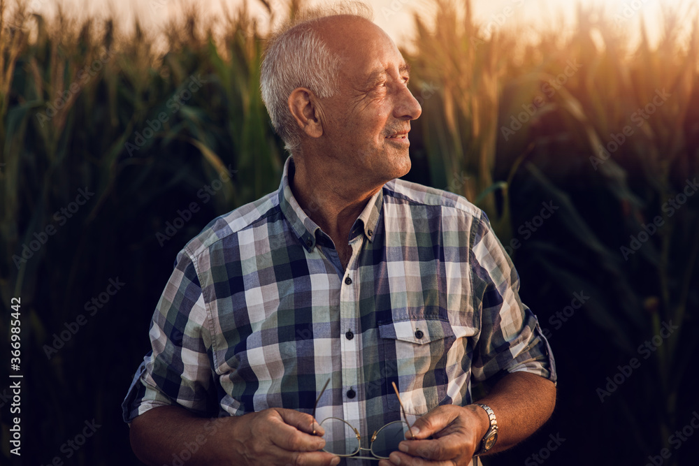 Obraz premium Senior farmer standing in corn field examining crop at sunset. 