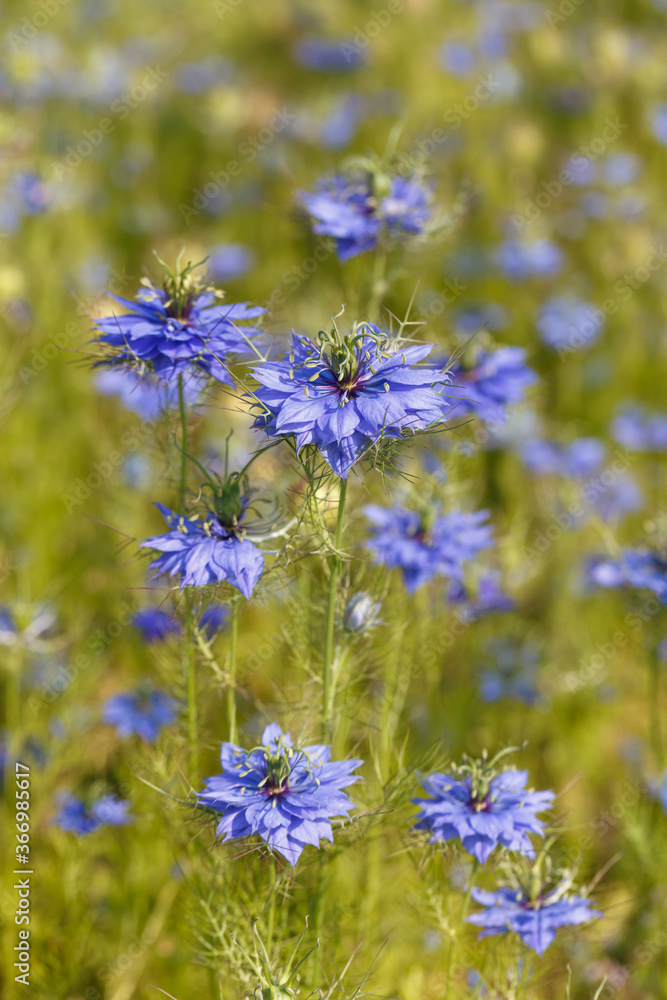 Blue flowers of Nigella Blue flowers of Nigella
