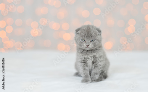 Kitten sits and and looks and camera on festive background. Empty space for text © Ermolaev Alexandr