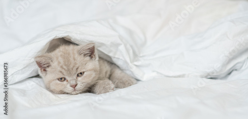 Sick kitten lies under warm blanket on a bed at home. Empty space for text
