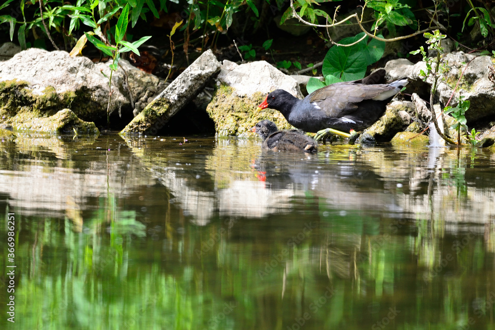 Obraz premium Gallinule poule d'eau