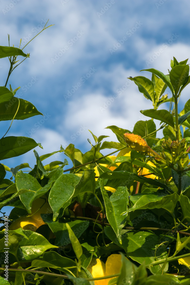 Fototapeta premium combination of the allamanda leaves and bud growing fresh with a blue sky background