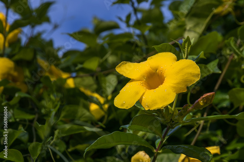 Simple and beautiful with bright yellow color is the Allamanda flower
