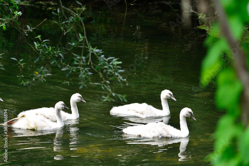 Cygnes et cygneaux