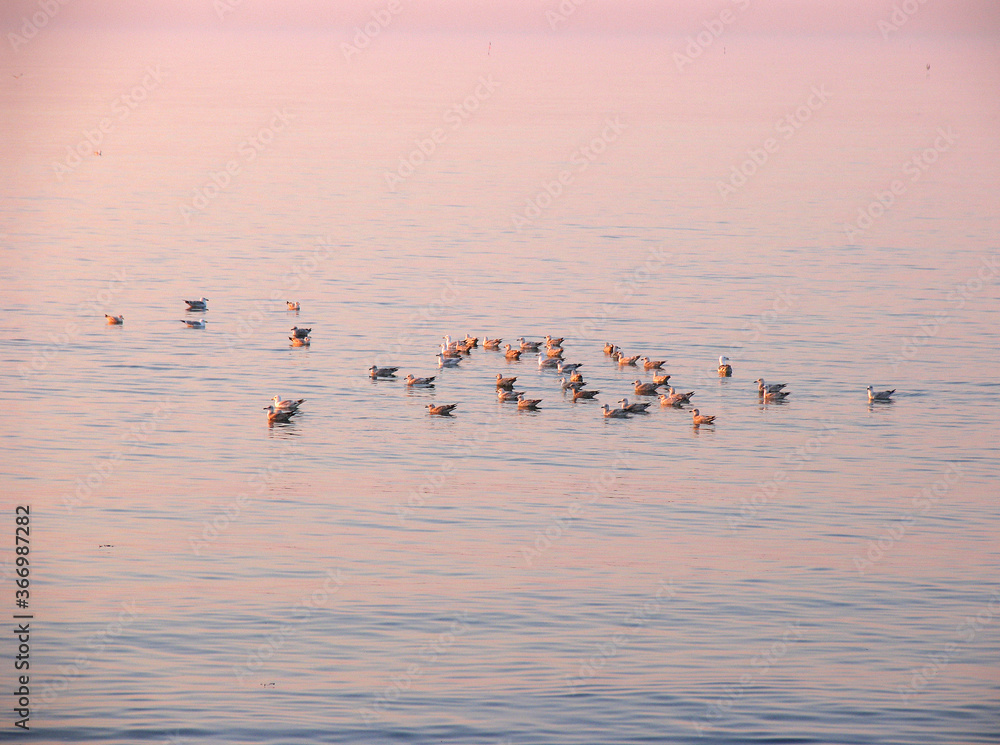 Meeresvögel am Strand im Abendlicht, Fischerhafen Vorupør, Wellen schlagen an den Strand, Jütland, Dänemark