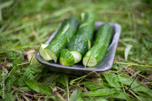 Cucumbers in nature. Healthy food.