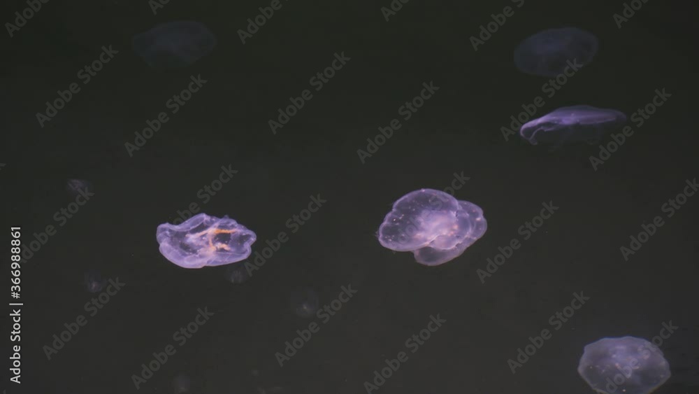 Jelly fish swimming in the harbor of Eckernfoerde, baltic sea, Germany, 4k Jelly fish swimming in the harbor of Eckernfoerde, baltic sea, Germany, 4k
