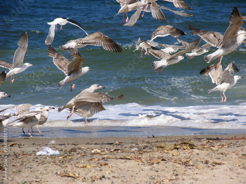 Rauhe See und Seevoegel am Strand von Klitmoeller, Juetland, Daenemark, Europa photo