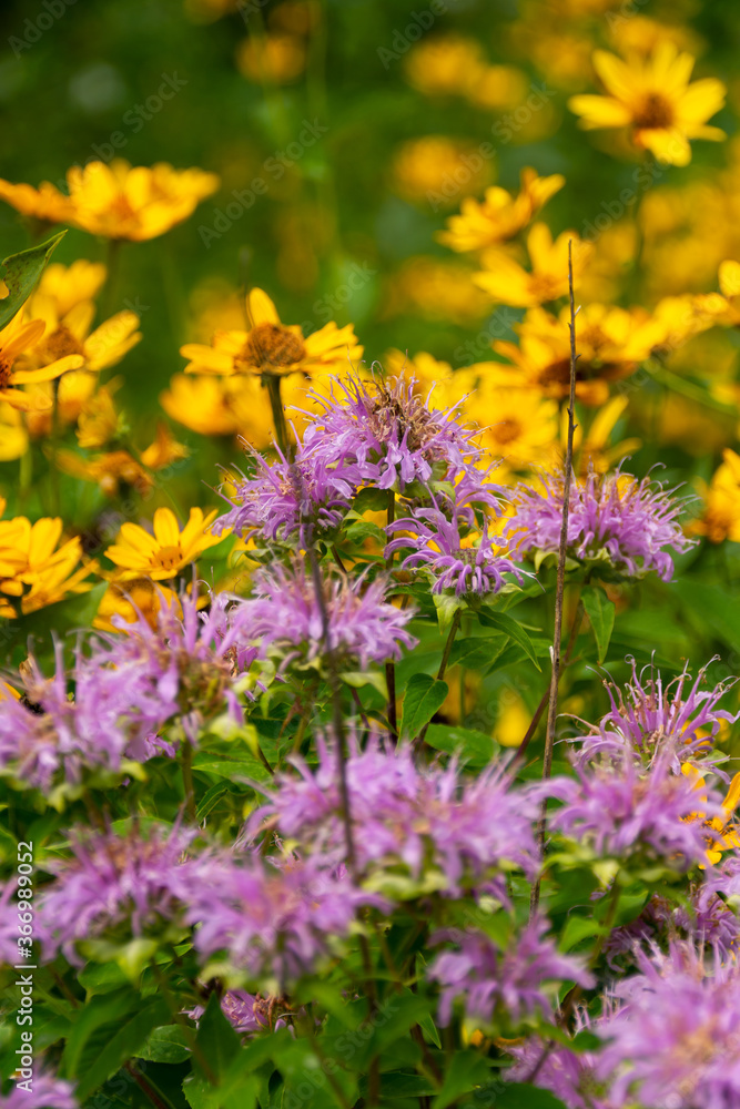 Summer Wildflowers Summer Wildflowers