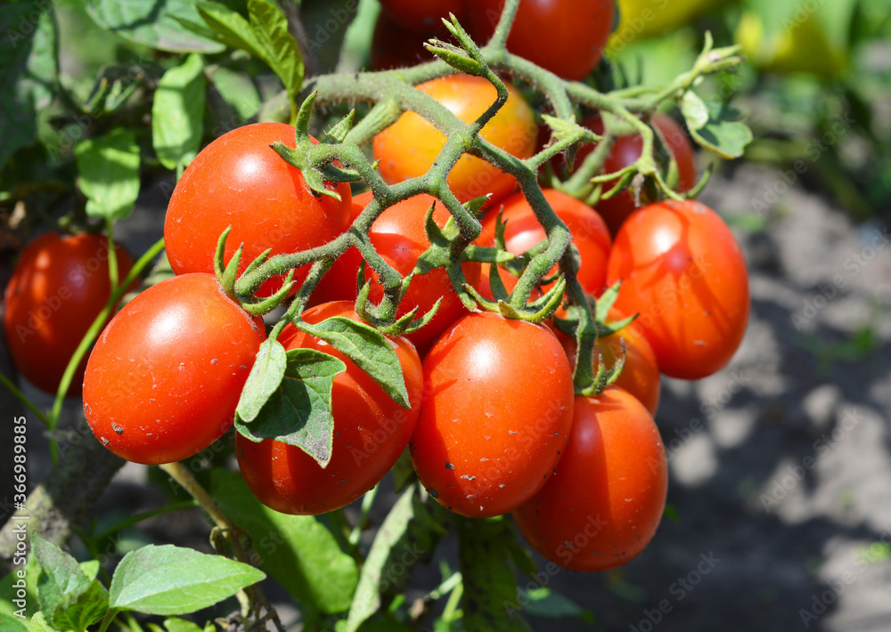 A cluster of red plum, roma, paste tomatoes on a tomato plant growing in a vegetable garden promises good tomato harvest.
