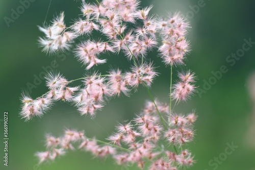 Pink grass flower in morning light with green background.