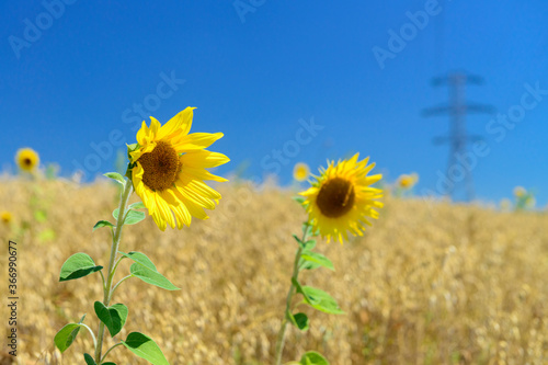 Two bright yellow suflowers on the oat field