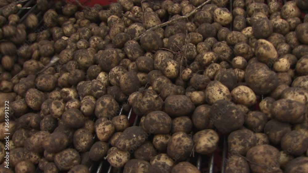 Potato harvest. Harvesting Potatoes.Potato harvester. Noordoostpolder Netherlands. Farming Agriculture. Conveyor belt. Potato harvest. Harvesting Potatoes.Potato harvester. Noordoostpolder Netherlands. Farming Agriculture. Conveyor belt.