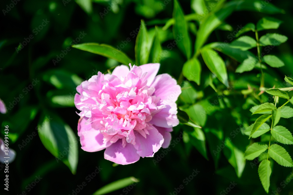 Bush with one large delicate vivid pink peony flower in a British cottage style garden in a sunny spring day, beautiful outdoor floral background photographed with selective focus. Bush with one large delicate vivid pink peony flower in a British cottage style garden in a sunny spring day, beautiful outdoor floral background photographed with selective focus.