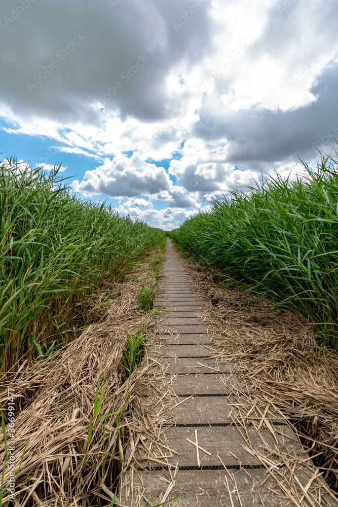Wooden path surrounded by reed grass on the North Sea in summer with a blue sky and a view of the Kiekkaaste Wooden path surrounded by reed grass on the North Sea in summer with a blue sky and a view of the Kiekkaaste