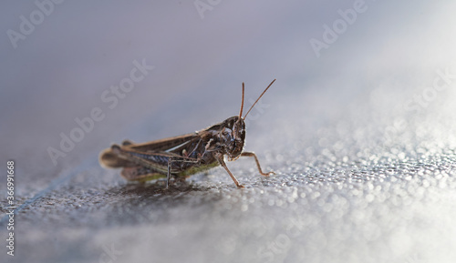 grasshopper on the ground © byaz3