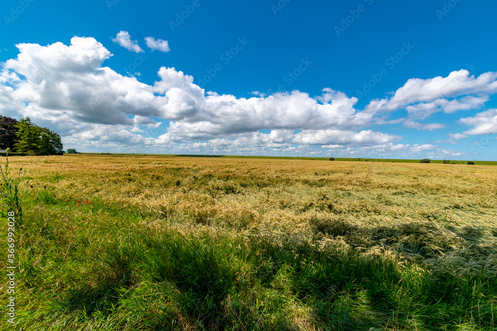 Wheat field and blue sky in summer on the North Sea coast near Ditzum