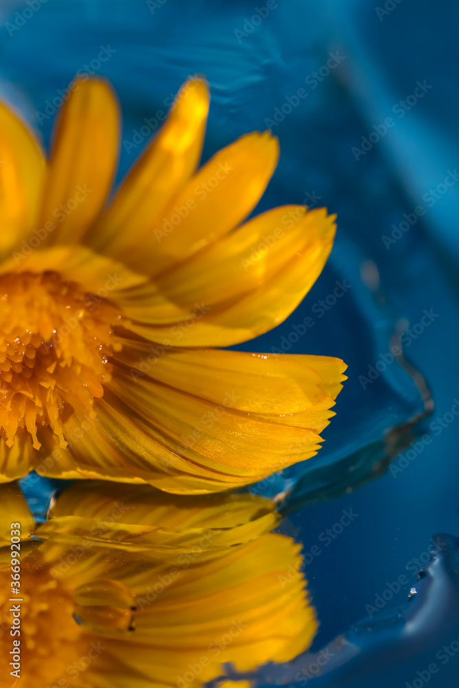 Obraz premium Yellow flower on a blue water background. Macro photo. Yellow flower close-up. Reflection of a flower in water. Texture of yellow petals. Water texture. Blue background. Water drops. Bokeh