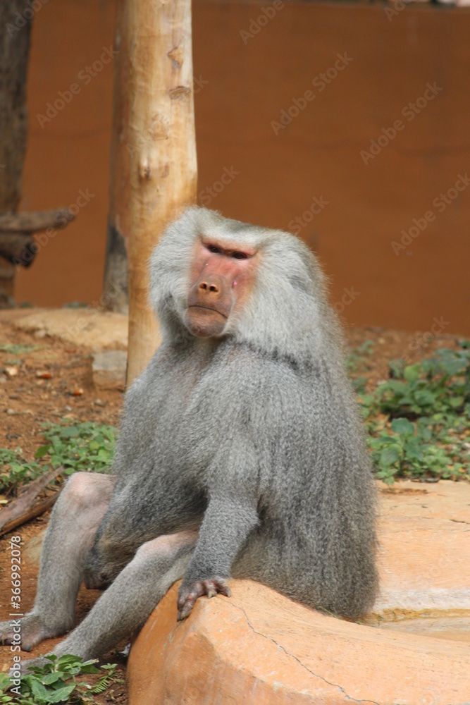 Hamadryas baboon a species of baboon from the old world monkey family.