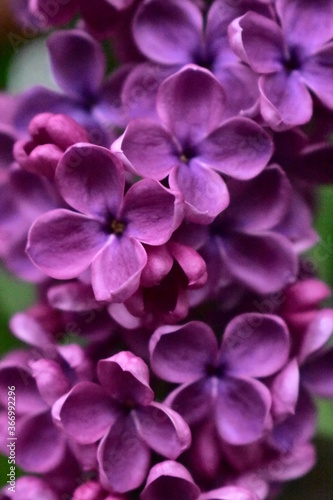 close up of violet flower © L