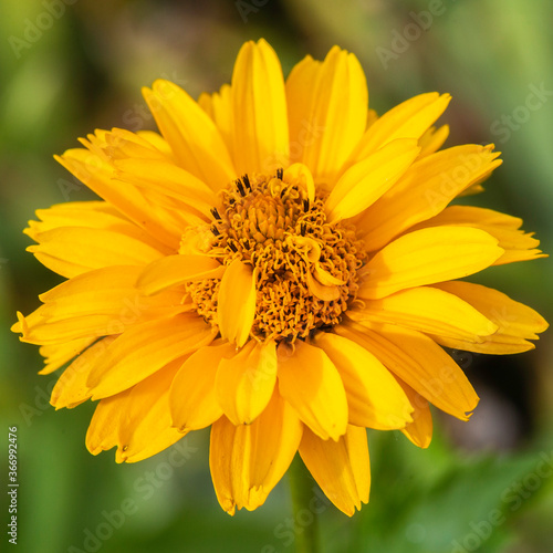 Flowers and plants in Dutch open air museum, Arnhem