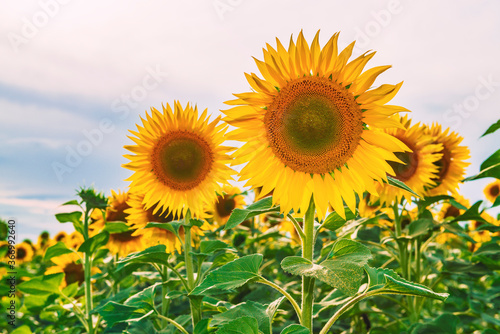 Fototapeta Naklejka Na Ścianę i Meble -  Blooming sunflowers. Colorful sunflower field.