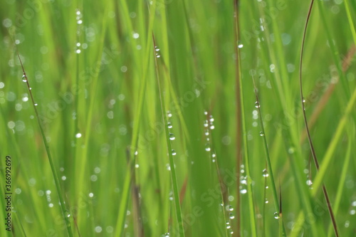 Blurry dewdrops on blade of green grasses.