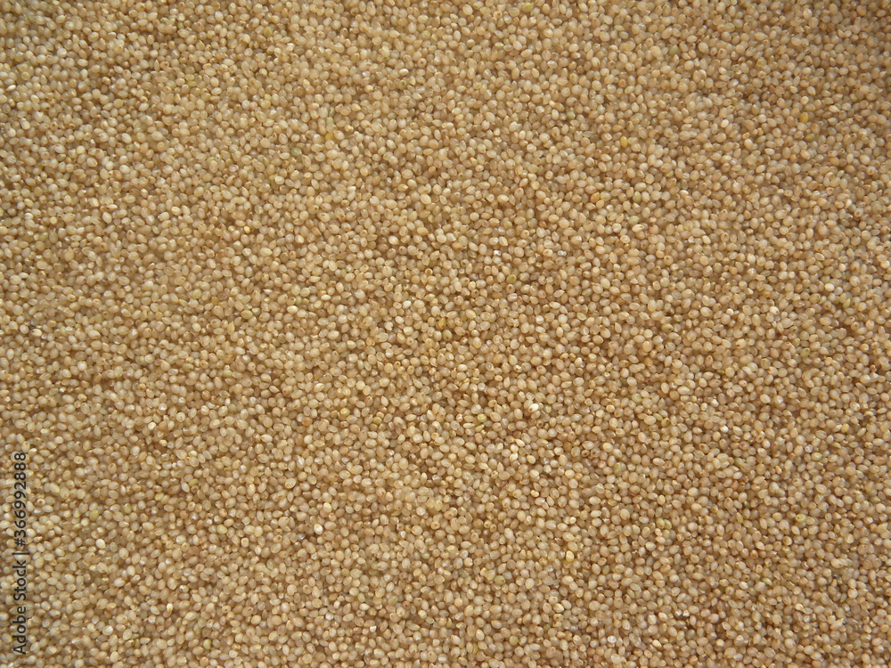 Brown color whole raw Little millet Brown color whole raw Little millet
