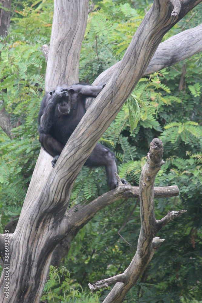Apes (Hominoidea) are a branch of Old World tailless simians. Apes (Hominoidea) are a branch of Old World tailless simians.