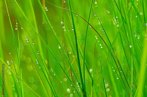 Blurry dewdrops on blade of green grasses.