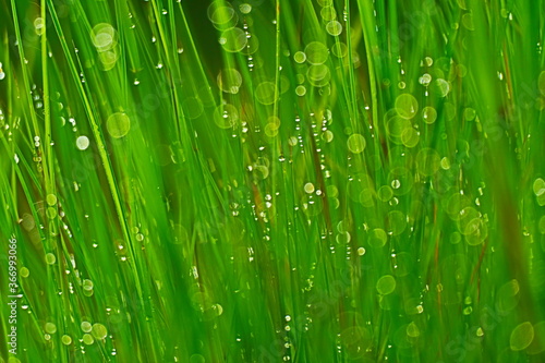 Blurry dewdrops on blade of green grasses.