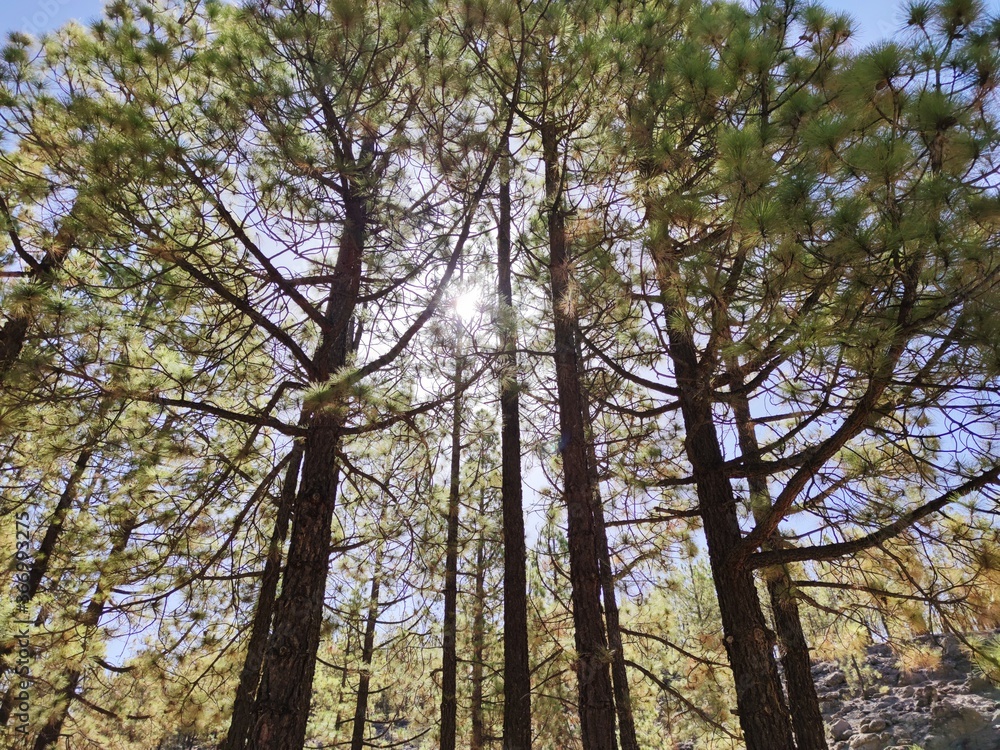 Fototapeta premium trees and sky 