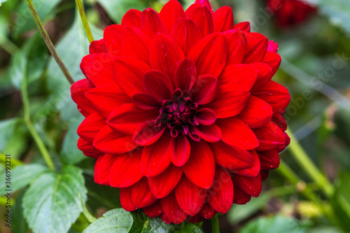 Fotografie Flowers and plants in Dutch open air museum, Arnhem