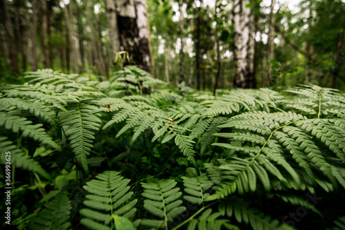 Tablou pe pânză beautiful fern in siberian forest