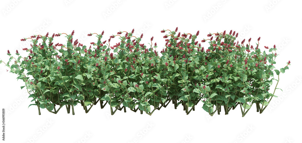 3d Render Brush Tree Isolated on white 3d Render Brush Tree Isolated on white