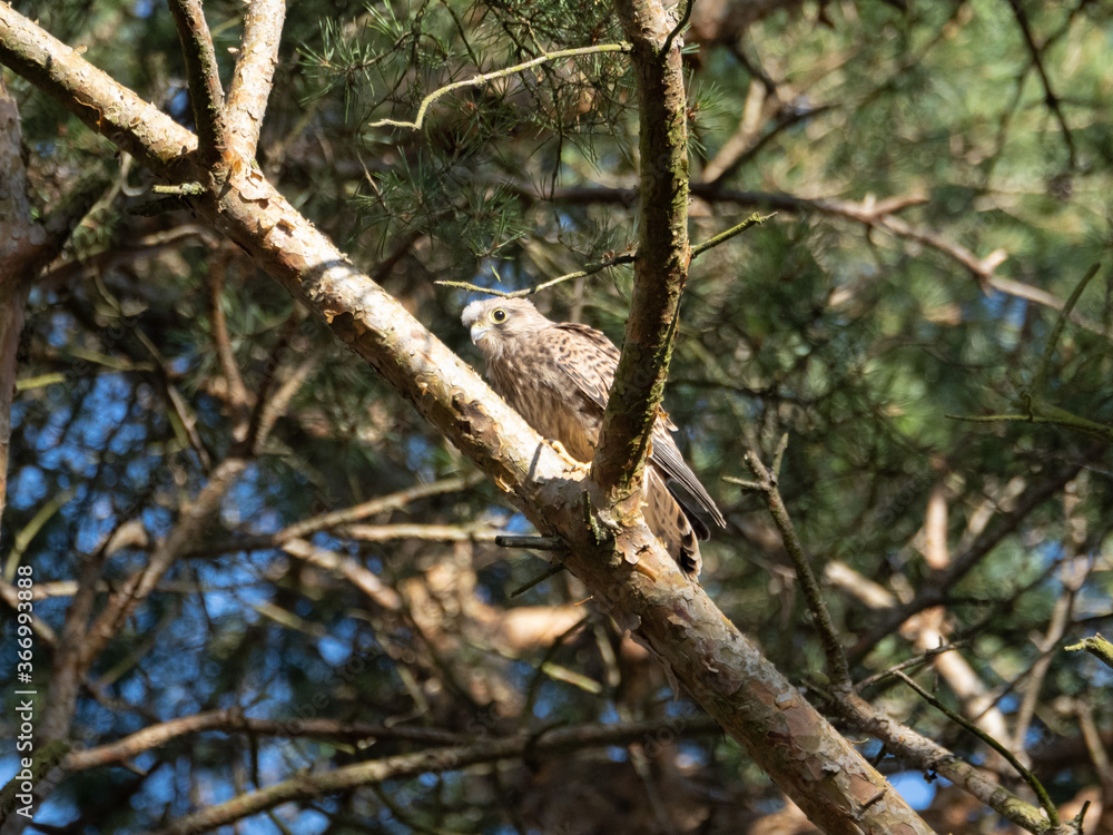 Falcon Falcon