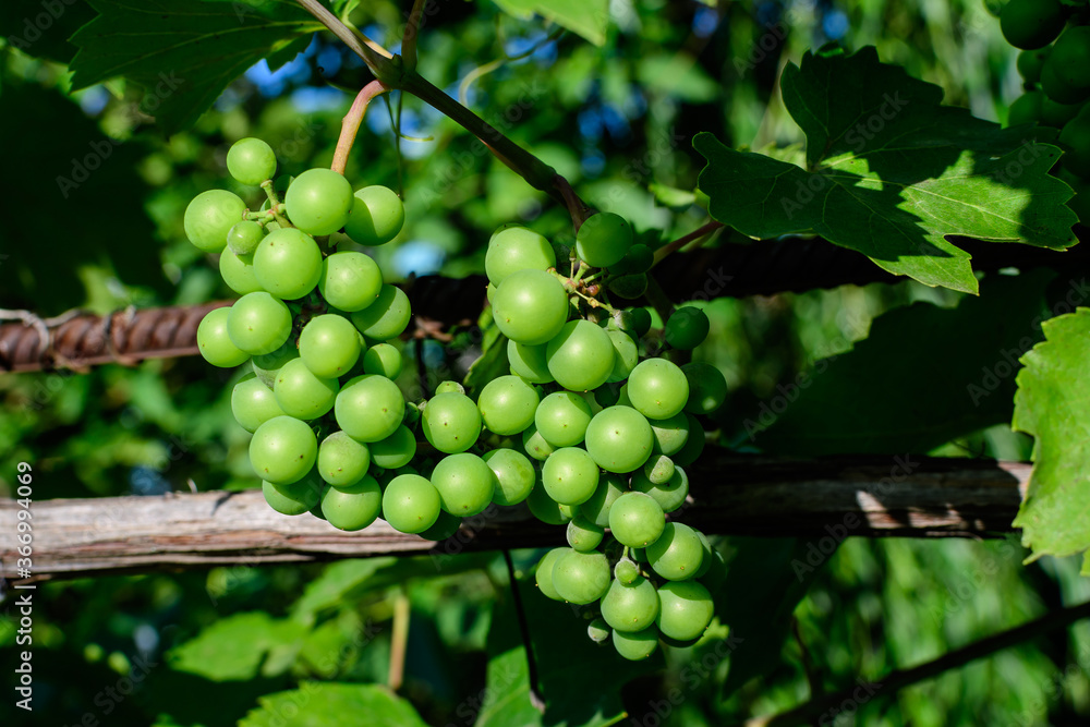 Delicate small fruits and green leaves of grape vine in a sunny summer garden, beautiful outdoor monochrome background photographed with soft focus.