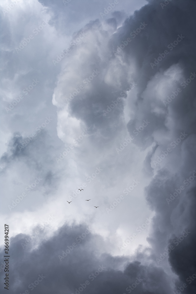 gaviotas volando entre nubes amenazantes gaviotas volando entre nubes amenazantes