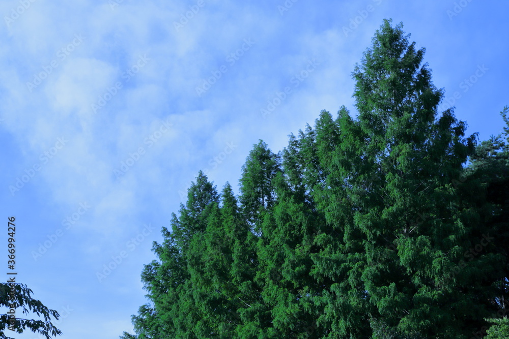 Obraz premium 樹木-9