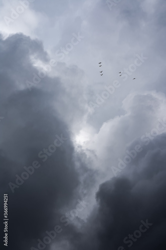 gaviotas en el cielo nuboso antes de la tempestad