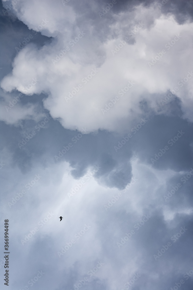 gaviota solitaria entre las nubes 