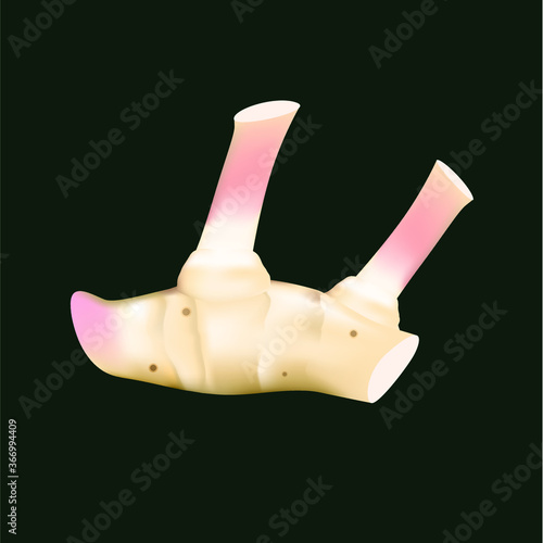 fresh Galangal root on black background, vector illustration