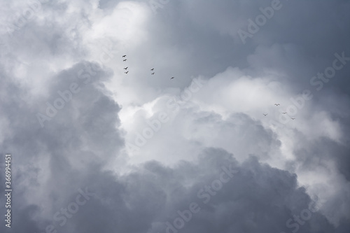 gaviotas en bandada en el cielo antes de la tormenta